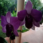 Dendrobium Blue Mountain X Karen
